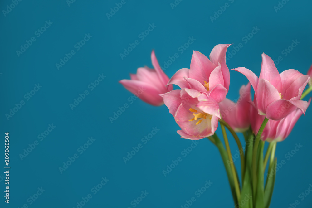 Naklejka premium Beautiful pink tulips on color background
