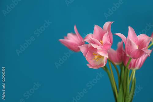 Fototapeta Naklejka Na Ścianę i Meble -  Beautiful pink tulips on color background