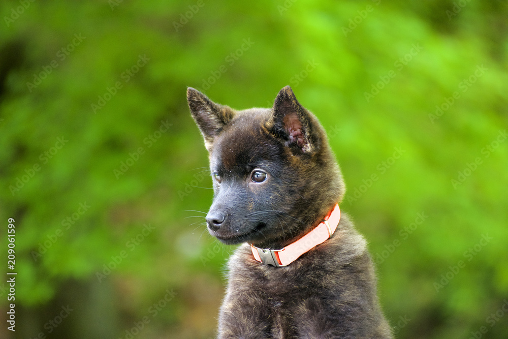 甲斐犬 Stock 写真 Adobe Stock