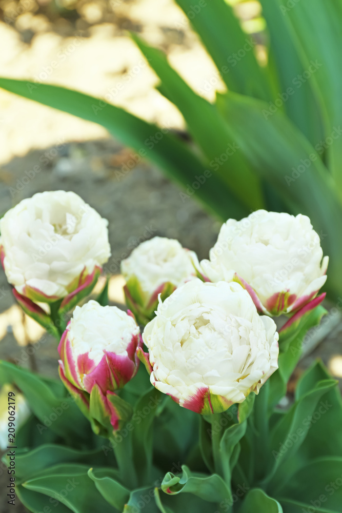 Fototapeta premium Beautiful blossoming tulips on sunny spring day outdoors