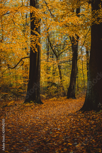 Pathway between yellow trees in the autumn forest