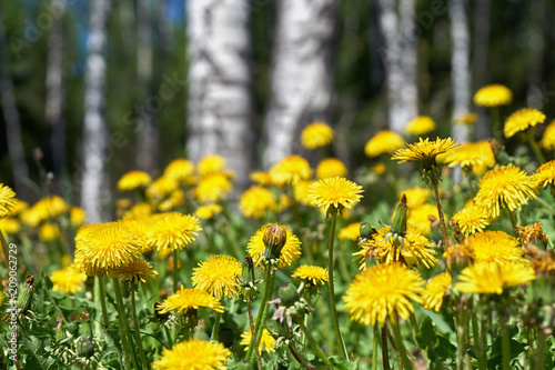 Blooming dandelions with birch trees on the background in springtime