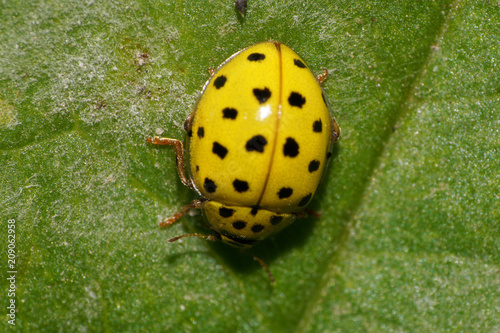 Macro view from above of autumn yellow Caucasian ladybug photo