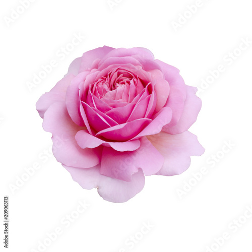 Fototapeta Naklejka Na Ścianę i Meble -  beautiful pink rose