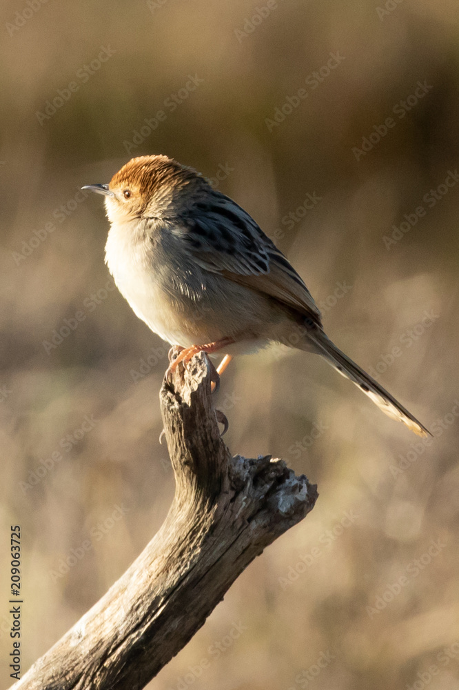 Obraz premium Bird