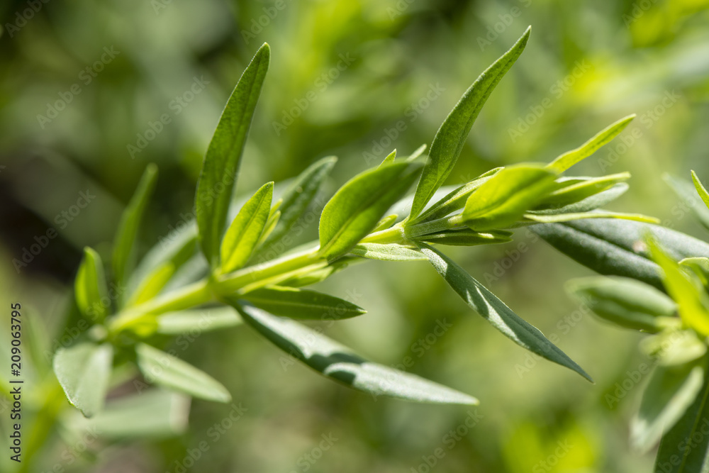 Ysop als Heilpflanze für Naturmedizin und Pflanzenheilkunde