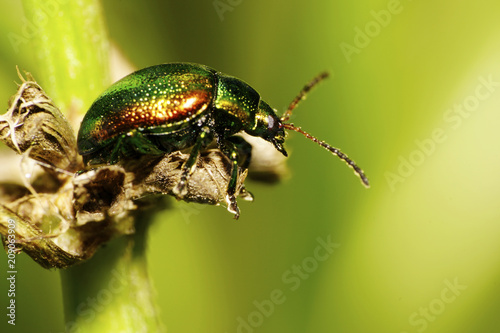 Macro green and orange Caucasus green beetle photo