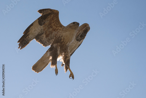 Birds of prey - Long legged buzzard (Buteo rufinus) in flight