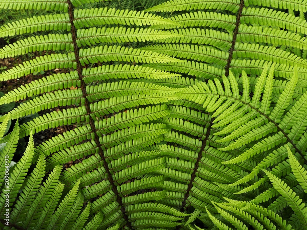 Newly unfurled leaves on a fern Newly unfurled leaves on a fern
