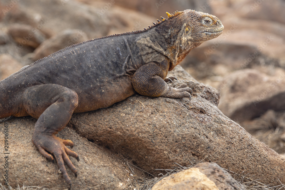 Galapagos Land Lguana (Conolophus subcristatus) in Galapagos Isl Galapagos Land Lguana (Conolophus subcristatus) in Galapagos Isl
