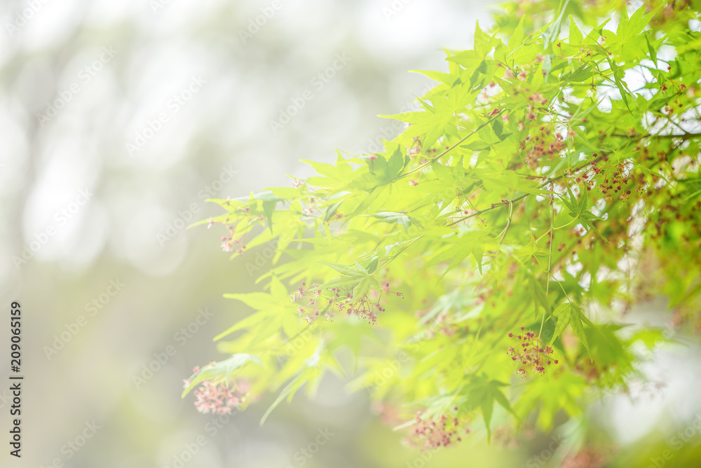 Fresh green leaves on the branch with daylight, bokeh background. Fresh green leaves on the branch with daylight, bokeh background.