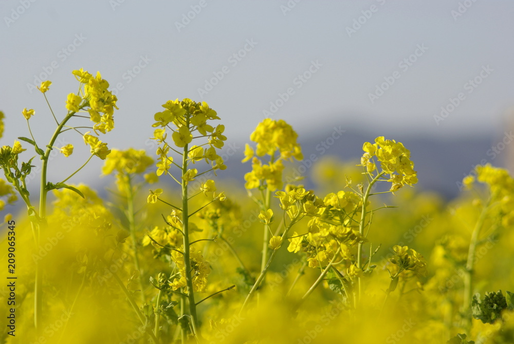 Obraz premium 菜の花（canola flower）