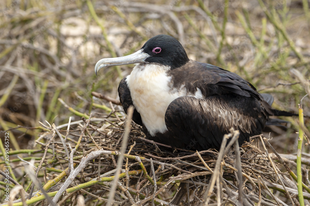 Great Frigatebird (Fregata minor) in Galapagos Islands, Ecuador Great Frigatebird (Fregata minor) in Galapagos Islands, Ecuador