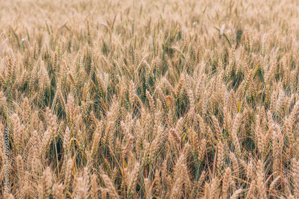 Fototapeta premium Beautiful wheat field in the summer, close up