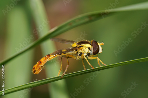 Close-up of the Caucasian striped flowerfly Syrphidae on the stem photo