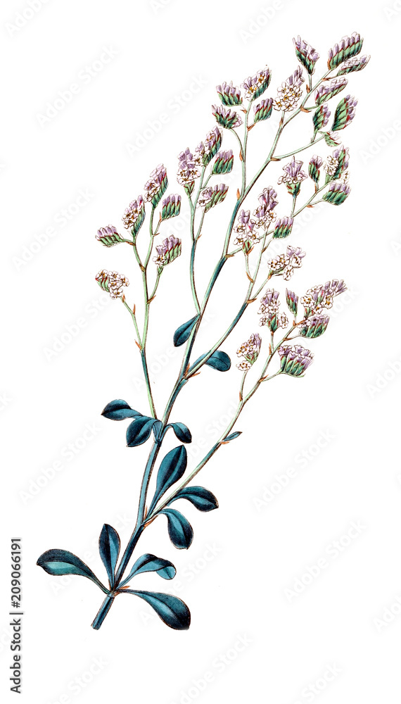 Illustration of plant