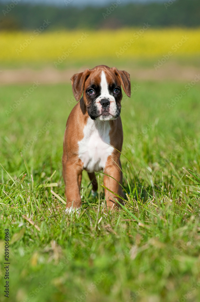 Boxerwelpe steht in einer Wiese