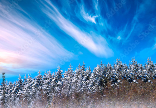 Winter snowy landscape forest and sky 