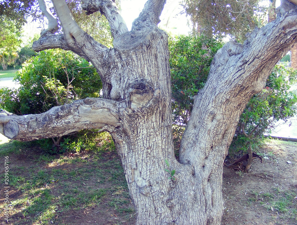 tronco de árbol en el jardín del parque tronco de árbol en el jardín del parque