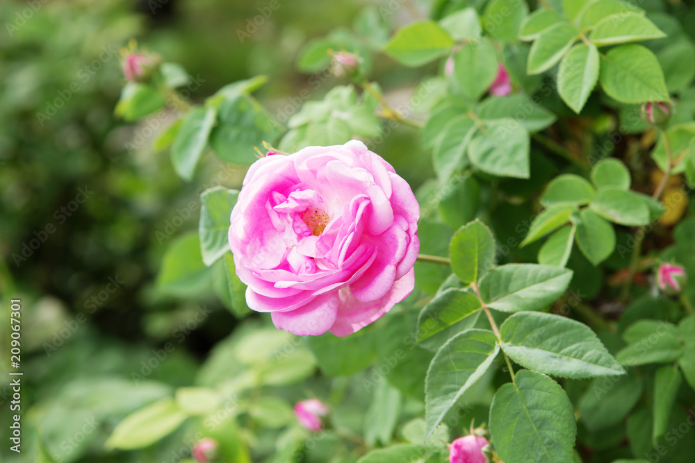 tea rose bush. Rose oil production. tea rose bush. Rose oil production.