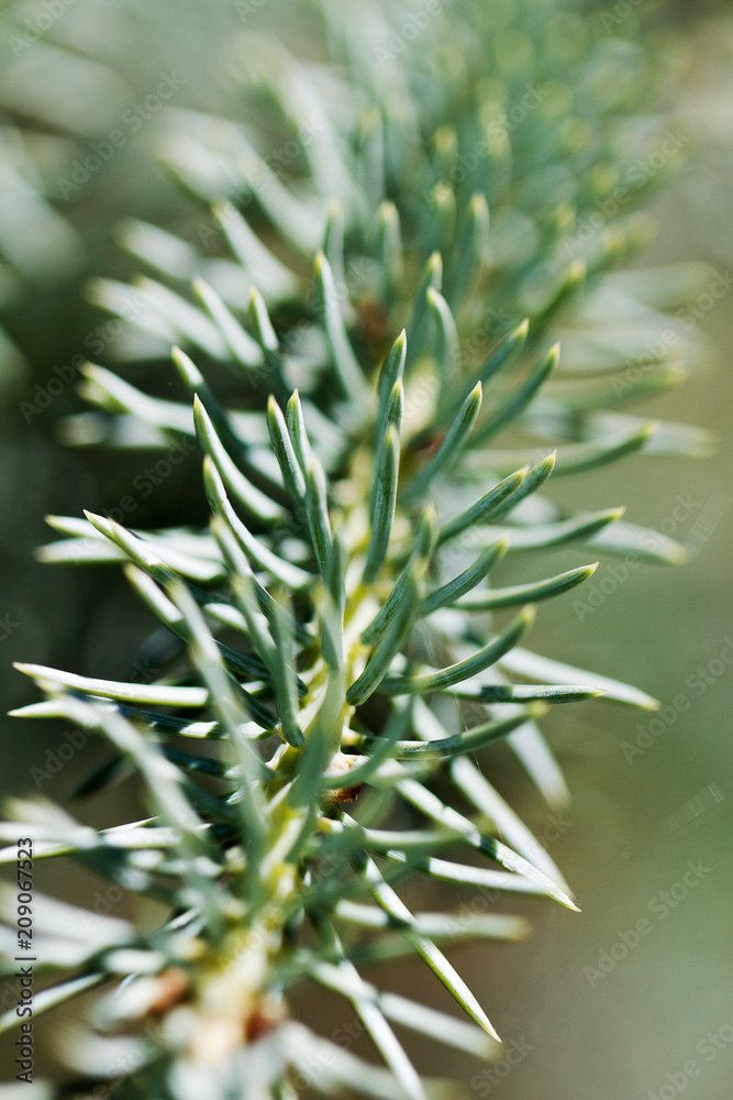 Fototapeta premium Young spruce needles.
