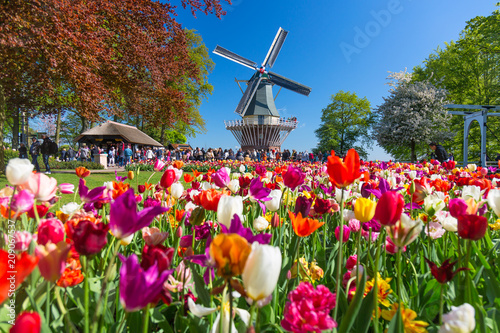 Blooming colorful tulips flowerbed in public flower garden with windmill. Popular tourist site. Lisse, Holland, Netherlands. photo