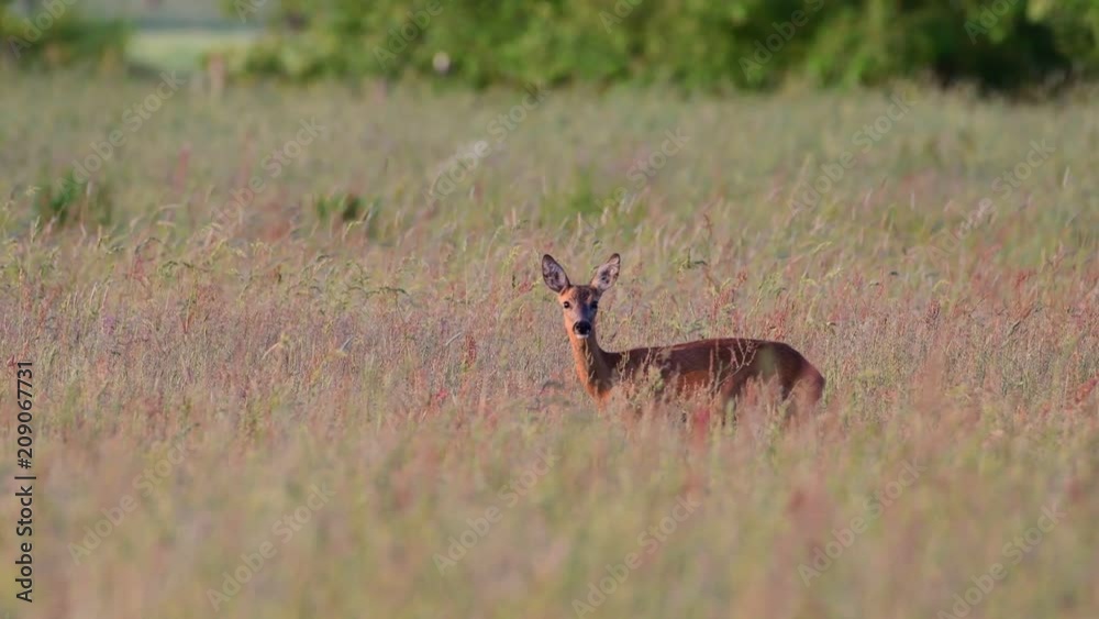 Roe deer standing in the meadow and look, spring, (capreolus capreolus) Roe deer standing in the meadow and look, spring, (capreolus capreolus)