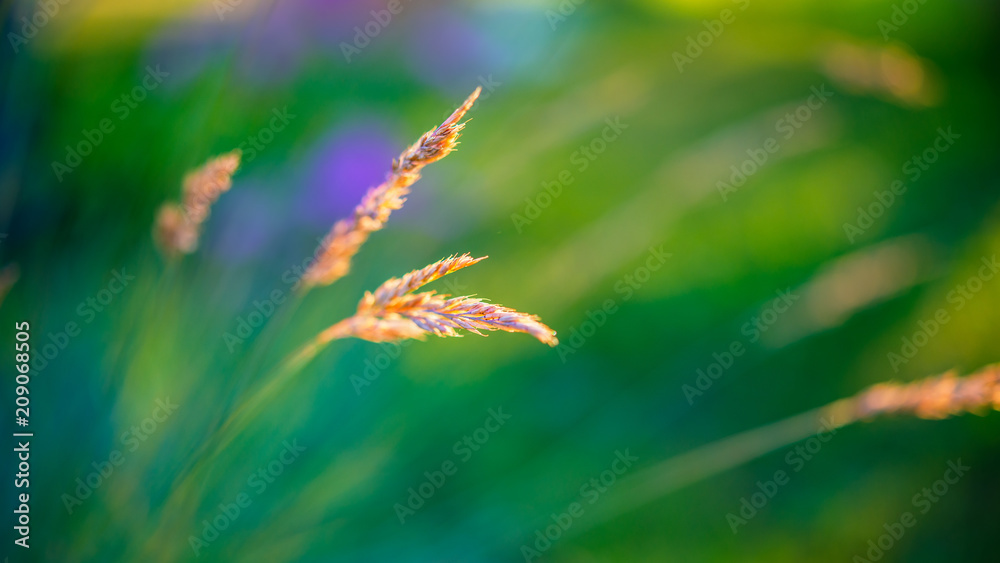 Spikelets of field grass on a green blurred background.