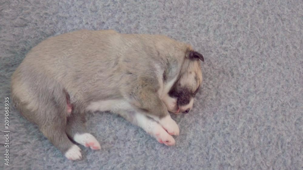 Cute and sleepy puppy dog lying on floor at home. View from above of tired pet. Cute and sleepy puppy dog lying on floor at home. View from above of tired pet.