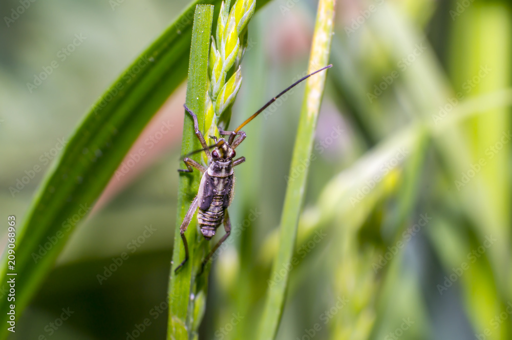 small beetle on green grass in fresh season nature small beetle on green grass in fresh season nature