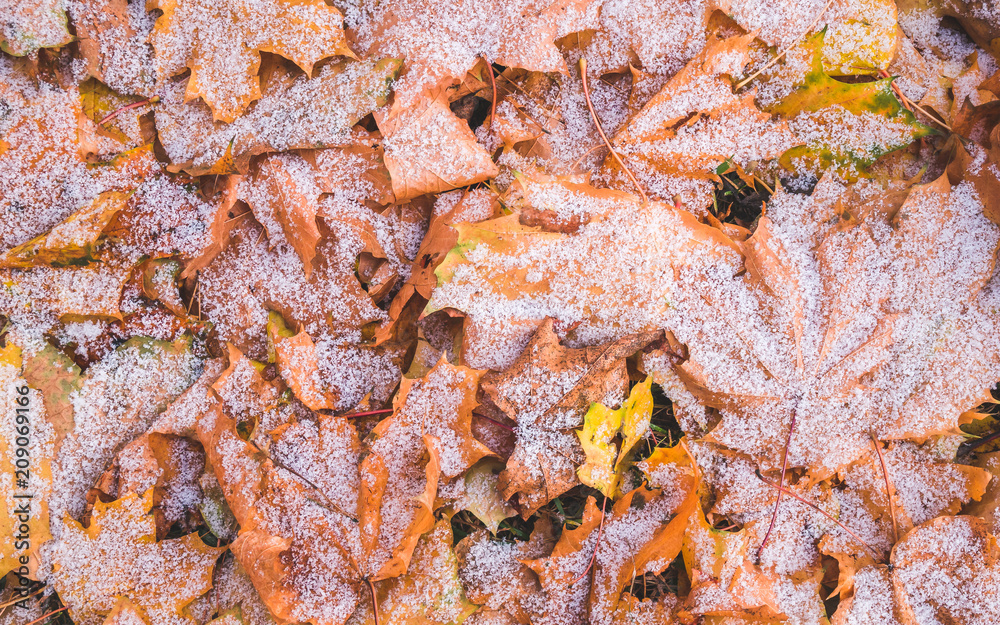 Yellow and brown autumn maple leaves on the ground covered with first snow. Abstract background