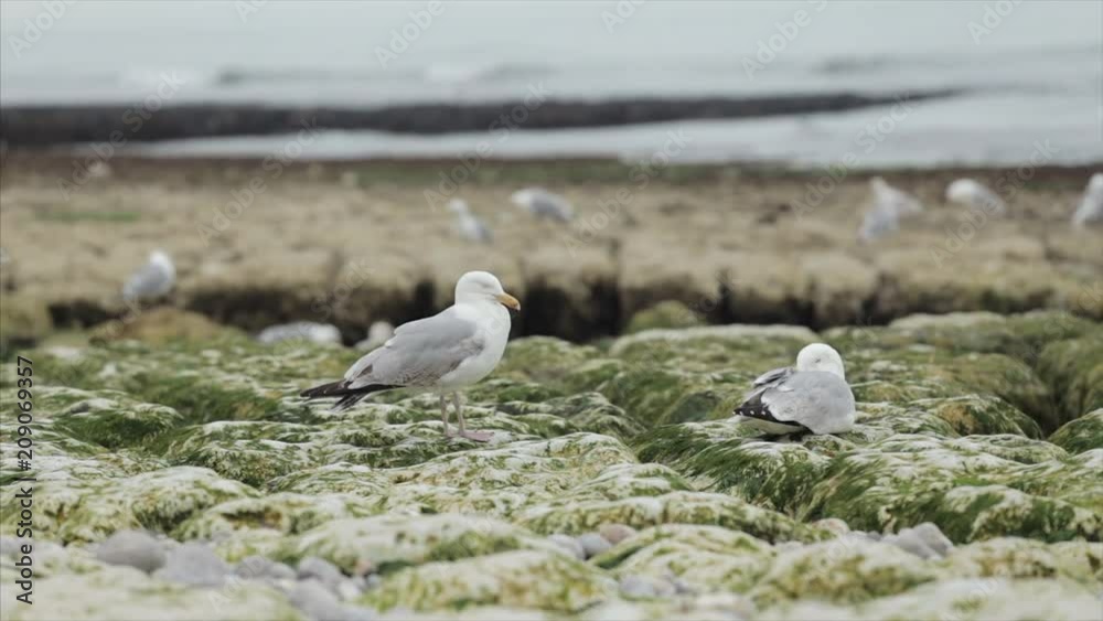 Seagulls flying and sitting on the rocks. Herring gulls having rest on the beach in Normandy, France. Seabirds, wildlife and nature concept Seagulls flying and sitting on the rocks. Herring gulls having rest on the beach in Normandy, France. Seabirds, wildlife and nature concept