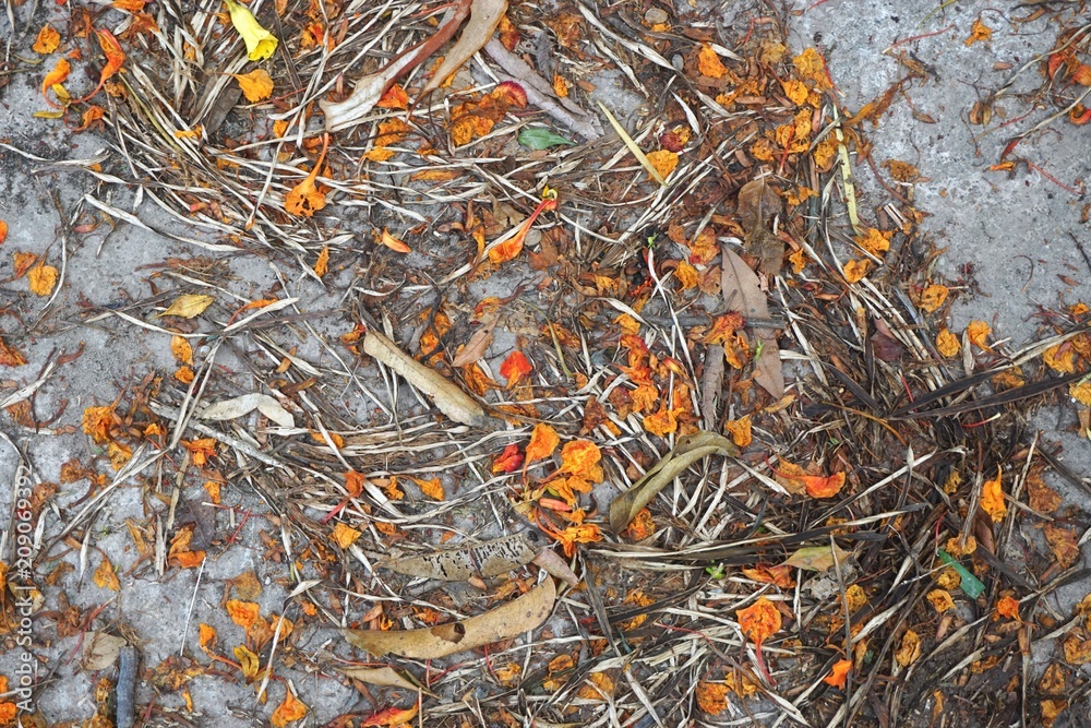 Summer background fallen leaves, flower petals Summer background fallen leaves, flower petals