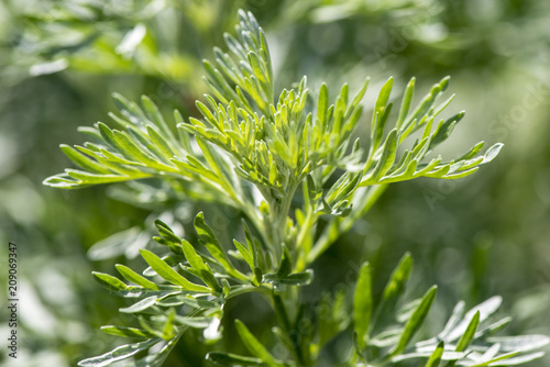 Wermut als Heilpflanze für Naturmedizin und Pflanzenheilkunde photo