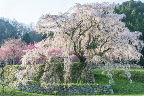 Matabei sakura , beloved giant draping cherry tree planted in Hongo area in Uda city, Nara Prefecture. photo