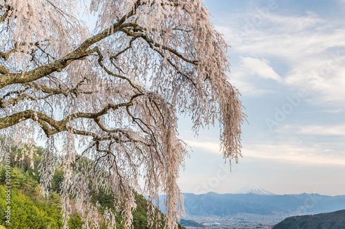 Shidare Sakura and Mountain Fuji at Yamanashi town. Shidara Sakura is Cherry blossom tree with drooping branches. photo