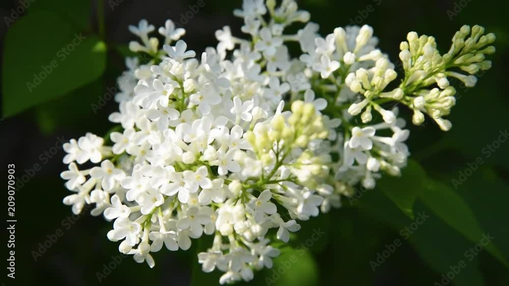 Beautiful blooming white lilac flowers with leaves in sunlight in summer Beautiful blooming white lilac flowers with leaves in sunlight in summer