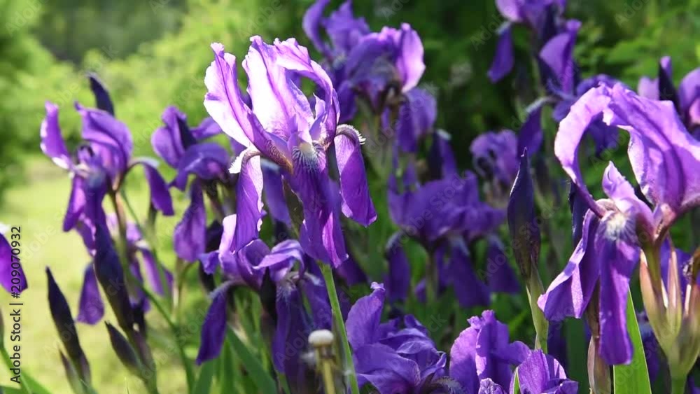 Beautiful violet flowers irises in sunlight with leaves blown into the light breeze in the summer in the garden Beautiful violet flowers irises in sunlight with leaves blown into the light breeze in the summer in the garden