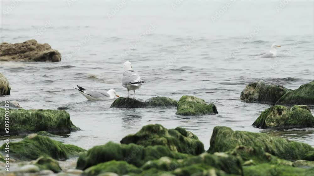Seagulls flying and sitting on the rocks. Herring gulls having rest on the beach in Normandy, France. Seabirds, wildlife and nature concept Seagulls flying and sitting on the rocks. Herring gulls having rest on the beach in Normandy, France. Seabirds, wildlife and nature concept