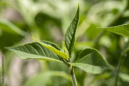 Topinambur als Heilpflanze für Naturmedizin und Pflanzenheilkunde