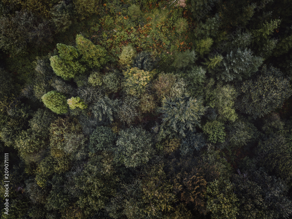 forest top view drone photo