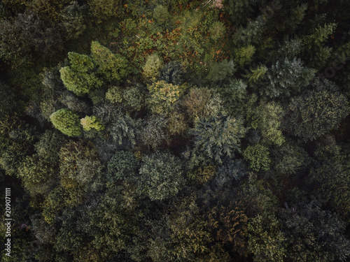 forest top view drone photo © bestpixels
