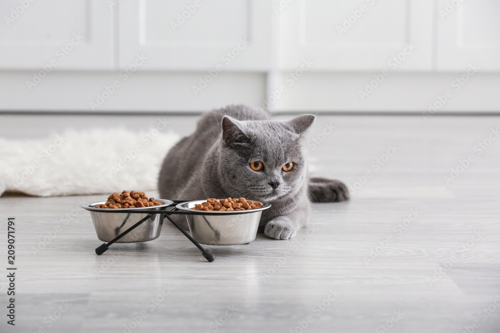 Adorable cat near bowls with food at home - obrazy, fototapety, plakaty 