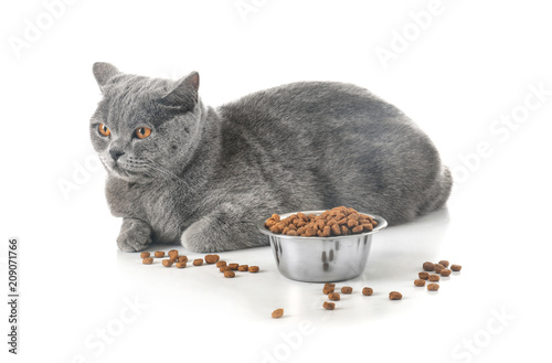 Adorable cat and bowl with food on white background