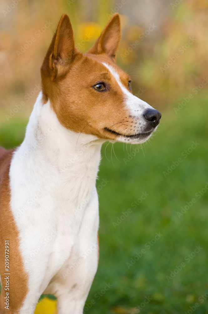 Basenji steht im Garten Basenji steht im Garten