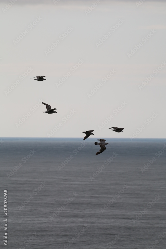 Fototapeta premium Flying at dawn - Pays Basque