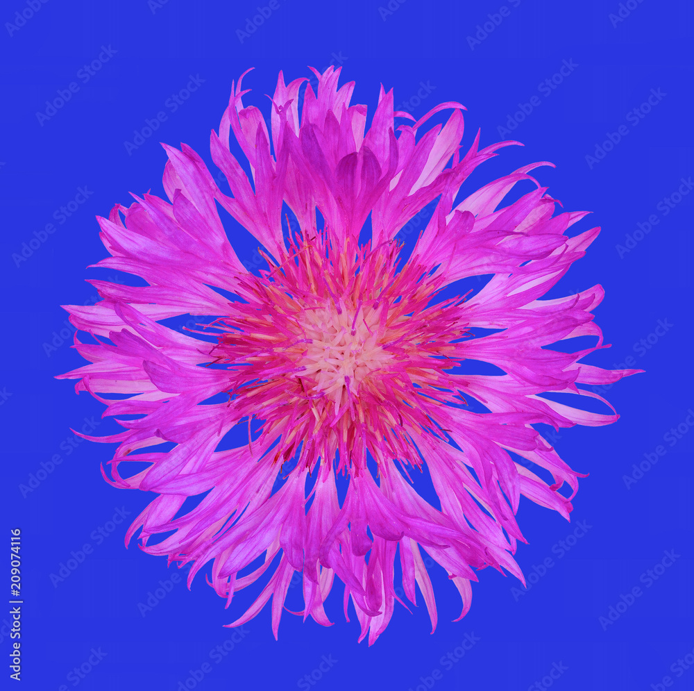 flower cornflower isolated on blue background, top view close up flat lay