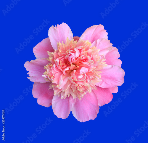 blooming flower pink peony close up, top view isolated on blue background