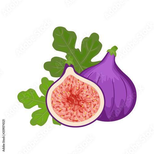 Colorful whole and half figs with green leaf. Vector illustratio