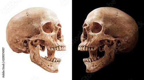 Human skull isolated photo